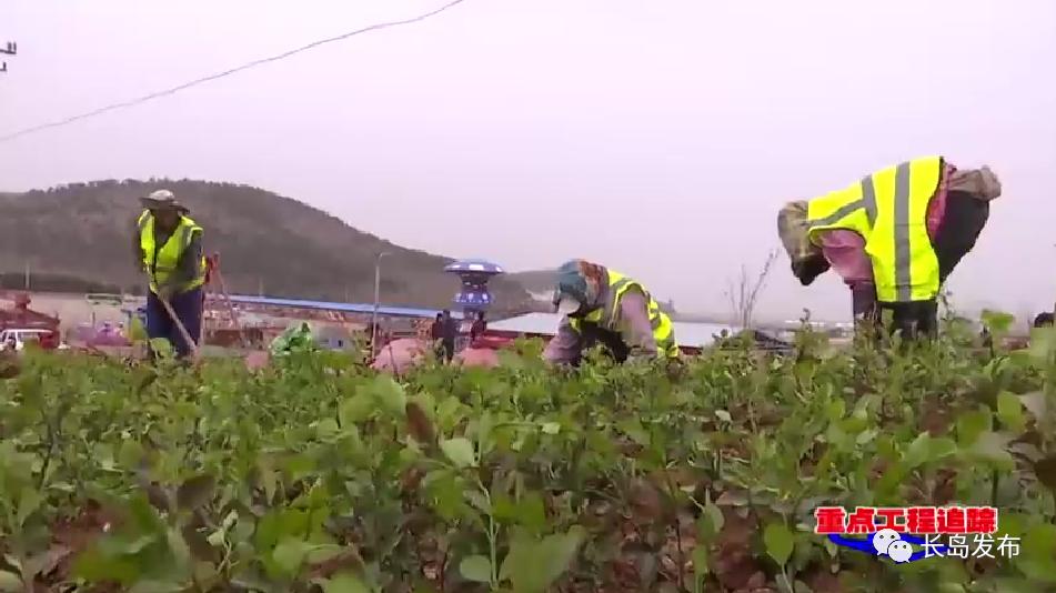长岛：加快绿化景观提升 绘就高质量发展生态底色