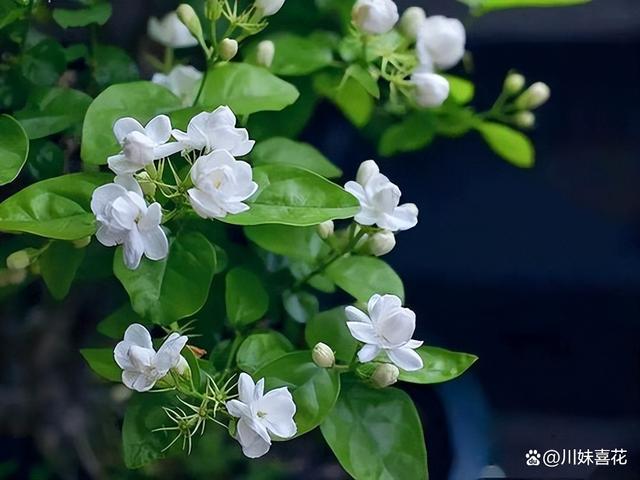 入秋后，家里的5种花经常搬出去淋雨，长势旺盛花开不断