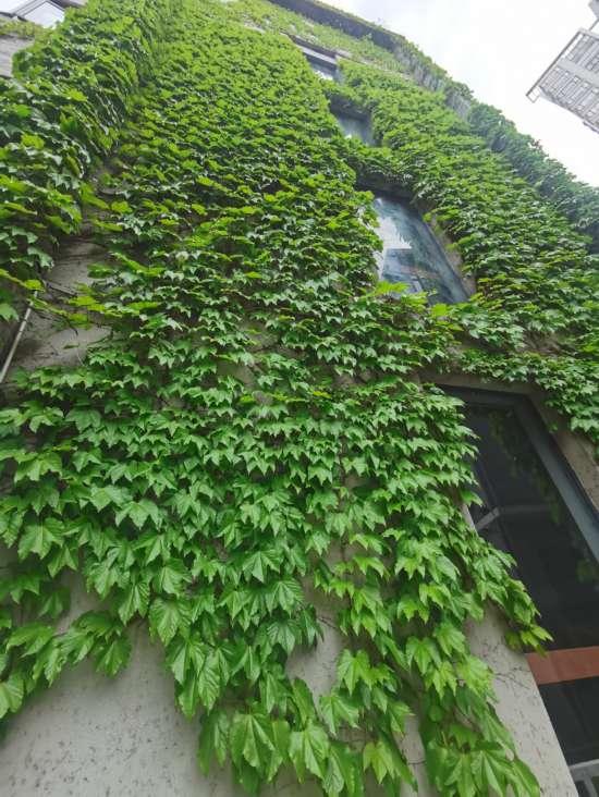 上海公园城市建设中的立体绿化，你知道哪些？