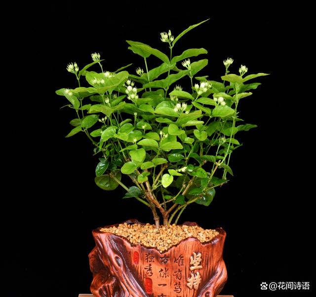 超好闻的“活香水”，家里养1盆，花香满屋，越闻越健康！
