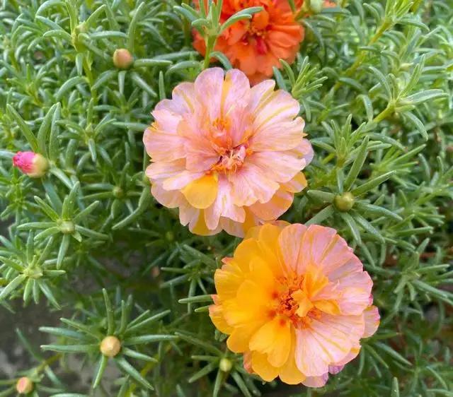 4种花适合阳台养，鲜艳又大气，浇点水就能开爆盆，太漂亮了