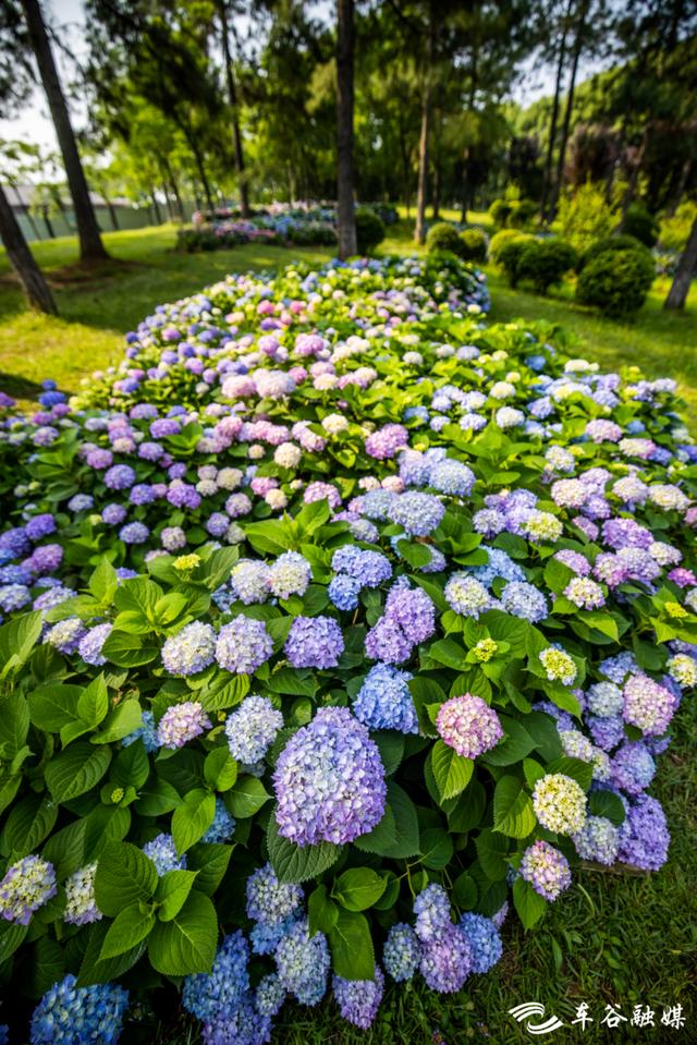 初夏时节，到汤湖公园与绣球花来场浪漫“约会”吧