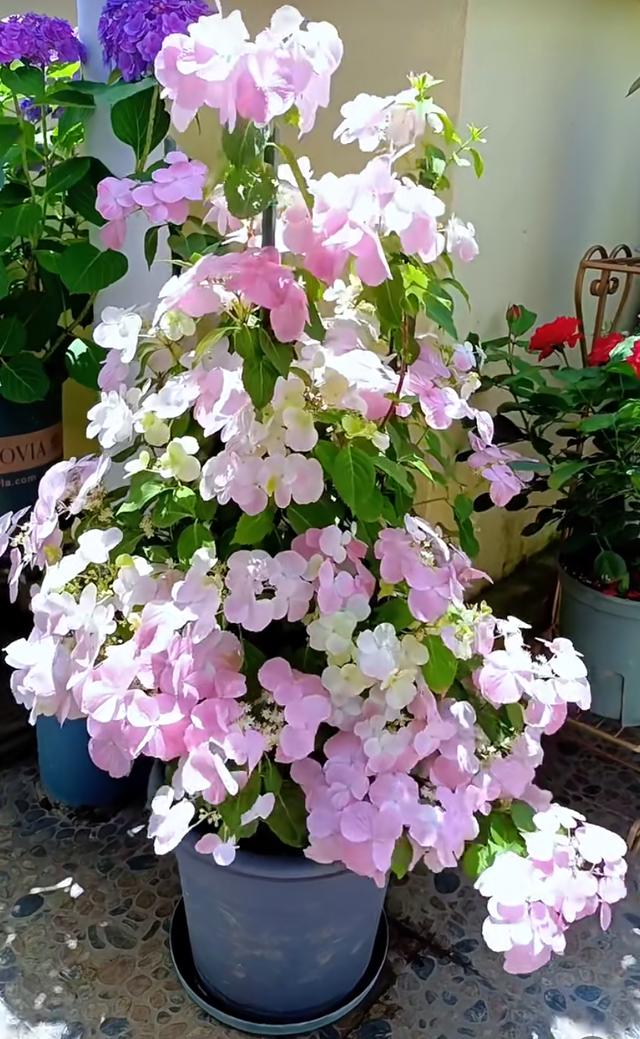 以“新娘”为名的绣球花，美丽动人，丰花勤花，易栽培，深受好评