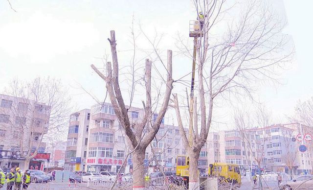 葫芦岛市政管理对绿化树木进行精细管理
