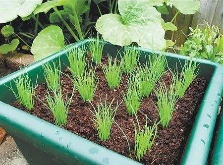 阳台养花老是收空盆？别急，用空盆学种6种菜，蔬菜自由惹人羡
