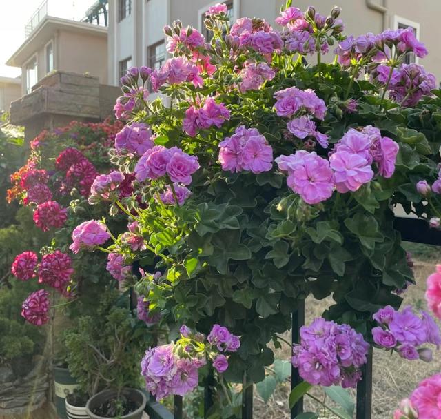 养花10年，我建议你在院子里种这9种花，体验“花开满院”的浪漫