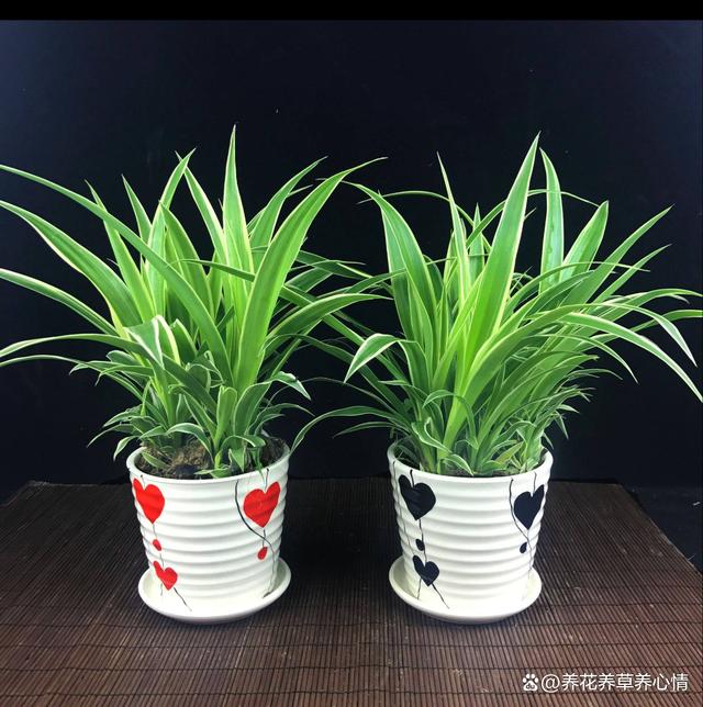 6月底，给这5种花“渴口醋”，叶片绿油油，开花还鲜艳
