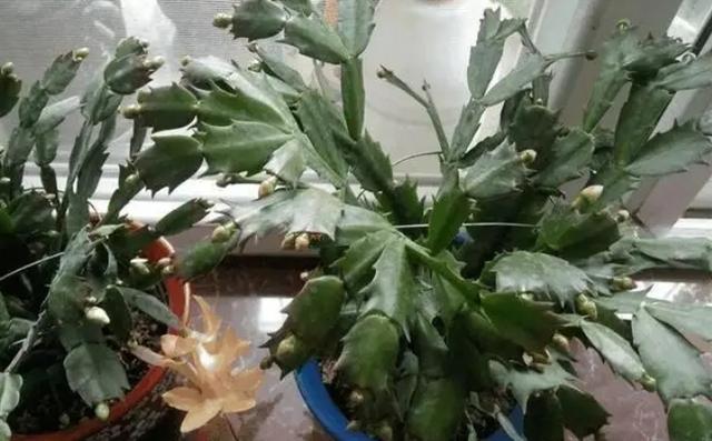 特“怕冷”的9种花，抓紧搬进室内吧，当心冻成“光杆司令”