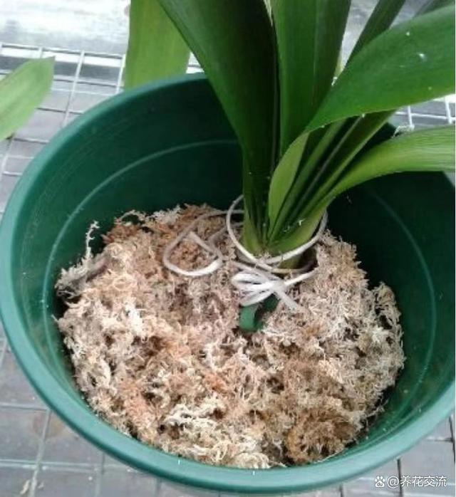 水苔养花的5大作用，可以大大提高养花技巧，赶紧学起来