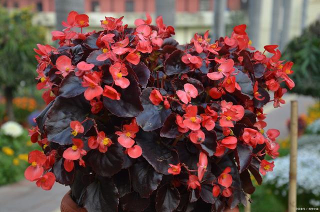 家里光线不好？6种耐阴花，生长茂盛绿油油