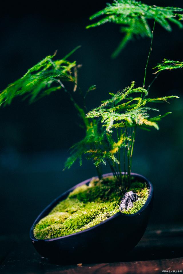 文竹的养殖方法和注意事项