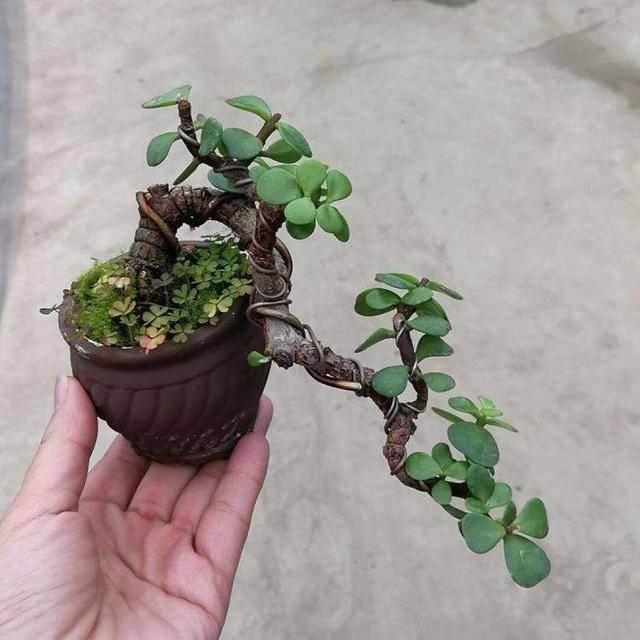 秋凉之后，金枝玉叶迎来了高光时刻，但在这之前，要先做好修剪