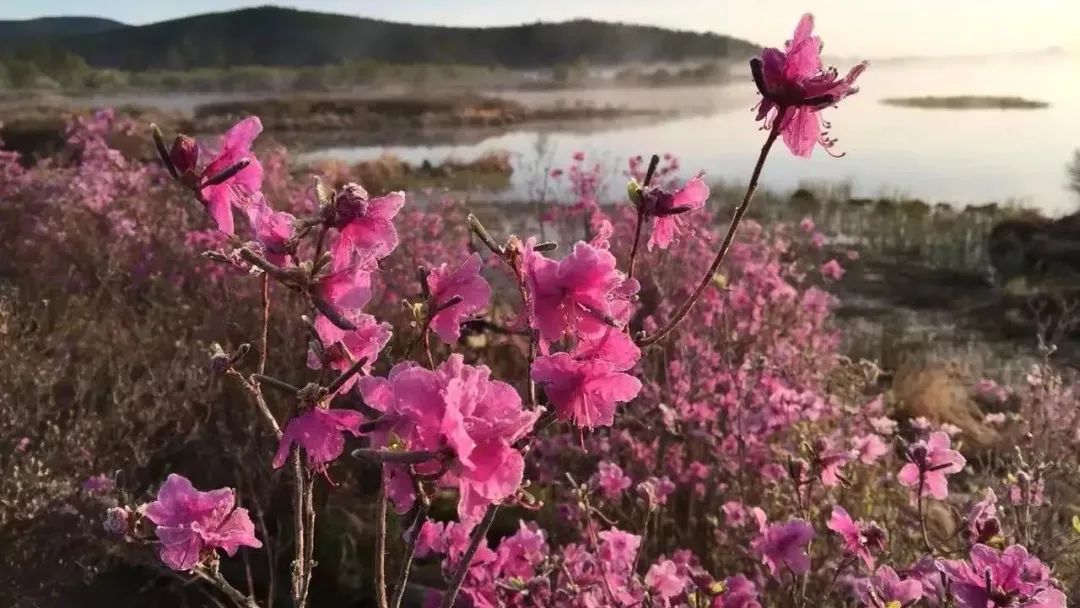 【第十五届阿尔山杜鹃节】杜鹃花：万年火山岩上开出的生命之花！