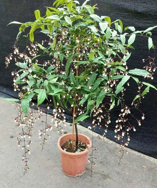 精品绿植——垂丝茉莉