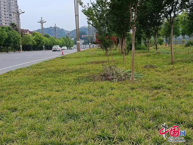 利州区住建局：提升园林绿化品质 建设宜人宜居魅力利州