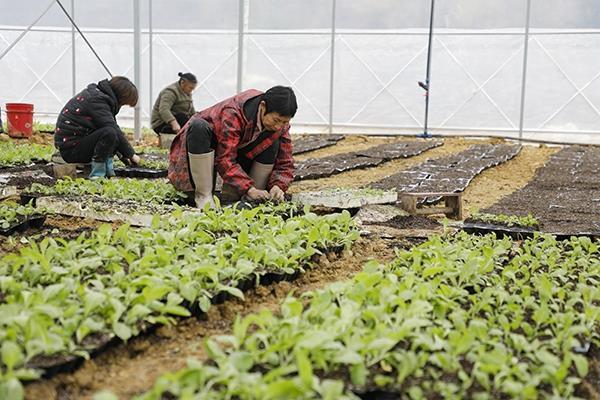 新田：大棚育苗促增收（组图）