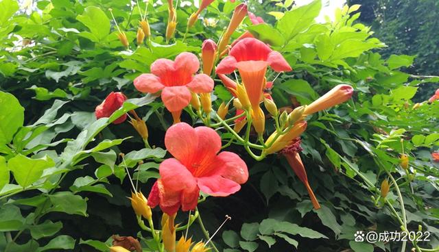 家乡美景风光秀：衡阳市南湖公园凌霄花绚丽绽放，灿烂夺目