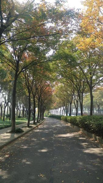 打造四季多彩的道路景观！青浦新增一条上海市绿化特色道路