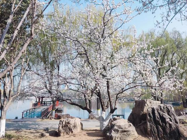 临沂市五洲湖公园绿化景观再提升，这个春天美成这样