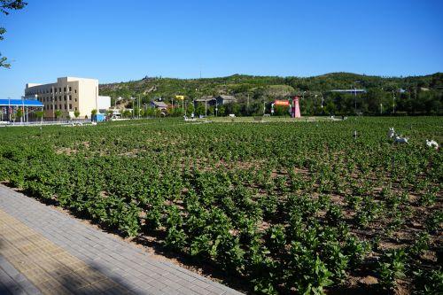 陕西：府谷县大昌汗镇提升道路“颜值” 扮靓沿线风景