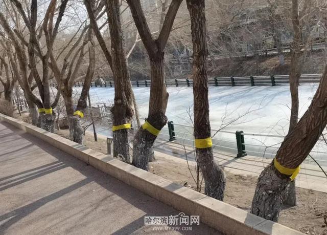 哈市园林春整深入推进，已修剪树木19万株，清理绿地356万平方米