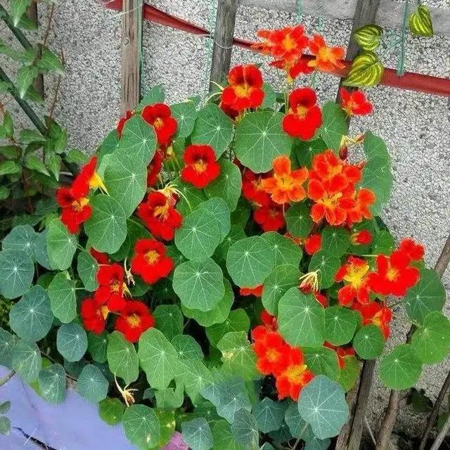 浇花时，巧用“3种水”，枝叶油光发亮，花朵鲜艳更旺盛