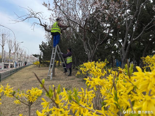3月以来整治绿地217万平方米！烟台园林中心不断提升城市绿化