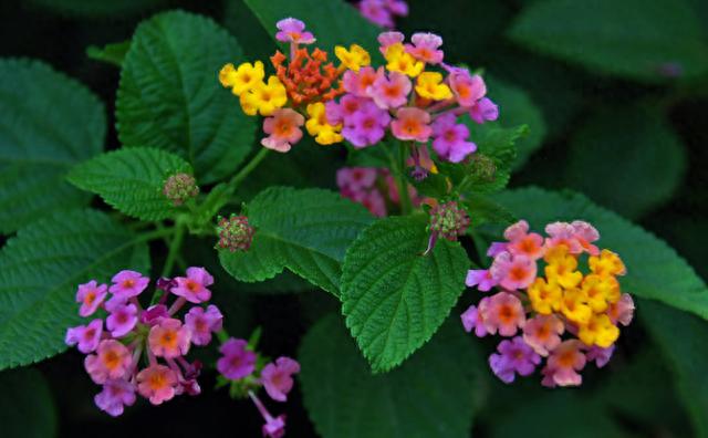 花市探寻：7种花爱不释手，品养千纸鹤，错过唏嘘难挽回