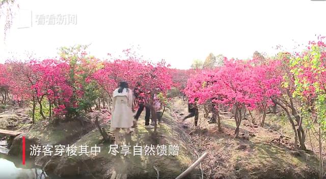 庐江：人间最美四月天 杜鹃花开别样红