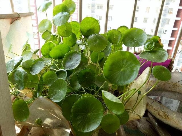 6种“入侵花”，别养院子里，种子太凶猛，一旦泛滥，除之不尽