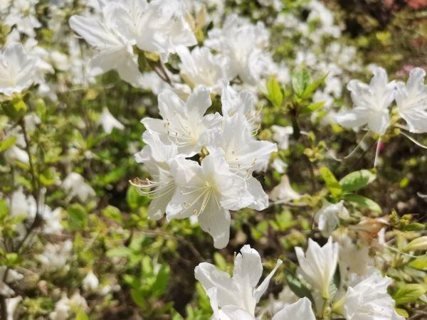 武汉“春赏花”切入杜鹃花海频道
