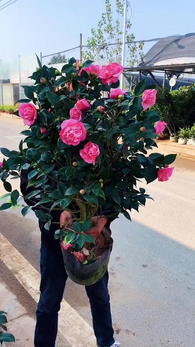 忘了月季吧！此花优雅大气，盆栽地栽都行，摆在家里上档次