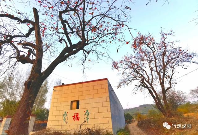 漂亮!铜山乡一个村满树都是“红灯笼”! 漂亮!铜山乡一个村满树都是“红灯笼”!