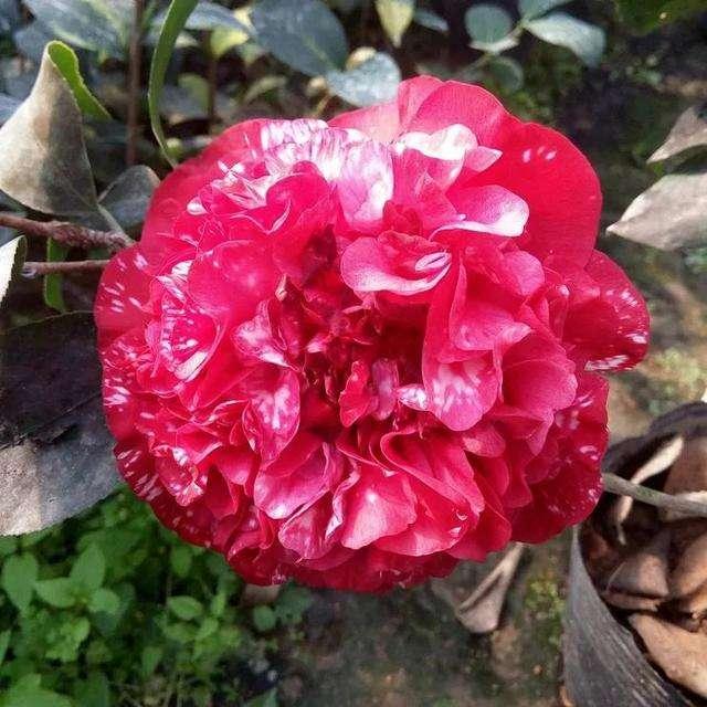 10月以后，是这3种花卉的扦插旺季，环境适宜生根快速，赶紧动手