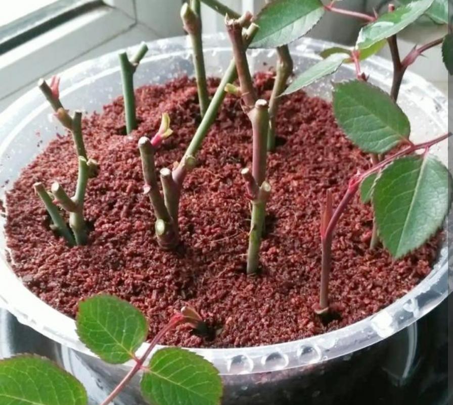 3种漂亮花，10月正适合扦插，容易生根，成活率高