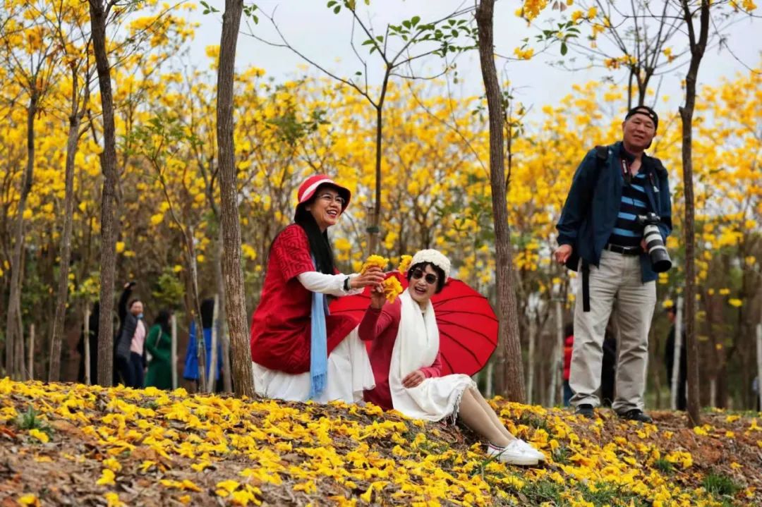 春意盎然花满径，最佳赏花线路又岂能错过……