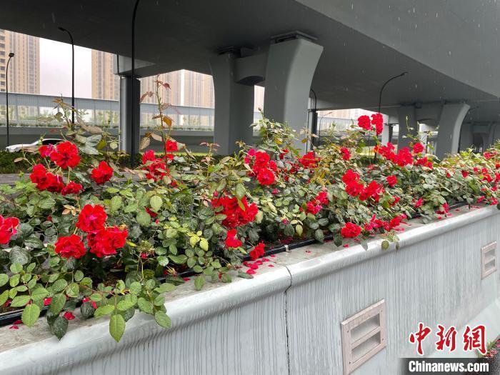 江杭州215万高架月季绽放 民众开启“走花路上班”模式