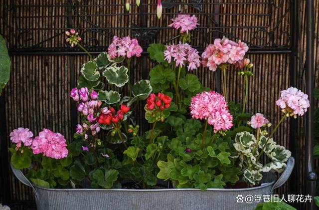 天竺葵怎么度夏？度夏攻略要收好，4个重点，帮你熬过夏天