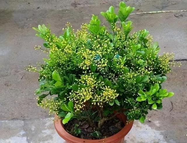 养盆米兰花，开完一茬又一茬，花瓣金黄色，四季都能开花