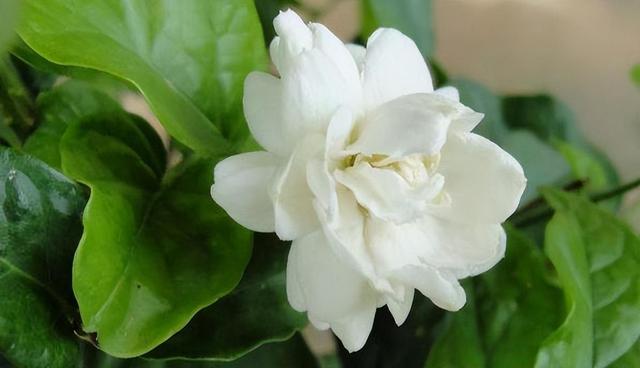 虎头茉莉——优秀的阳台盆栽花，花大芬芳颜值高，皎洁如月光