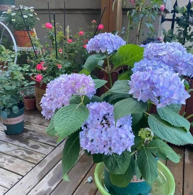 延长花期？花朵打蔫？花后修剪？绣球花期管理全攻略来了！