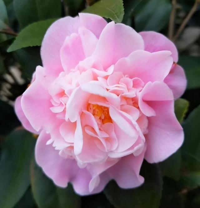 养盆“香妃”茶花，开花繁多、香味浓郁，关键是易养活，适合小白