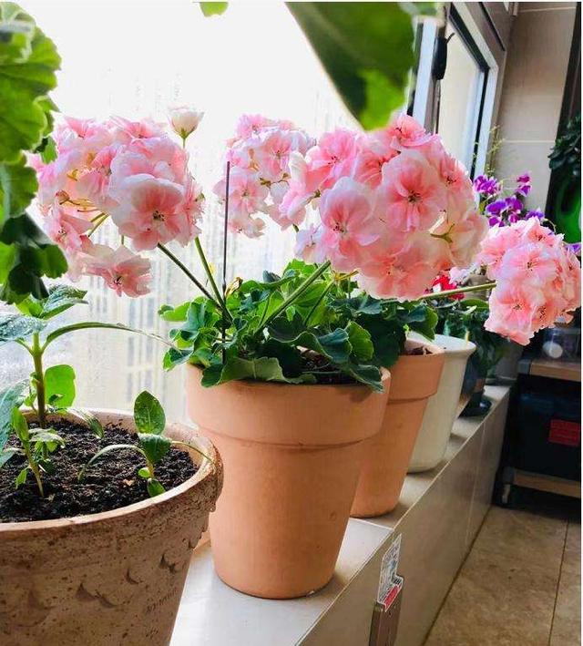 温度高，8种花再旱也“不能喷水”，不是唬人，都是花钱买的教训