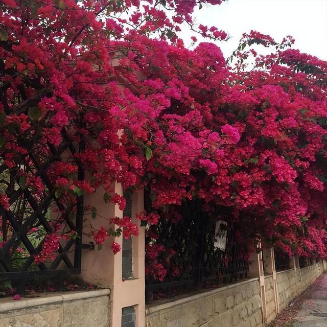 此花进口巴西，花色艳丽，养护简单，开花量大，值得入手