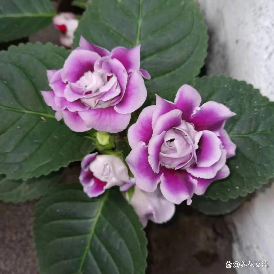 室内养不好盆栽植物的常见原因，你占了其中几个？