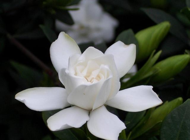 教你三个养护小方法，让你家的栀子花，芳香又漂亮
