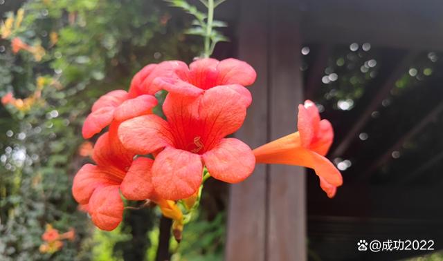 家乡美景风光秀：衡阳市南湖公园凌霄花绚丽绽放，灿烂夺目