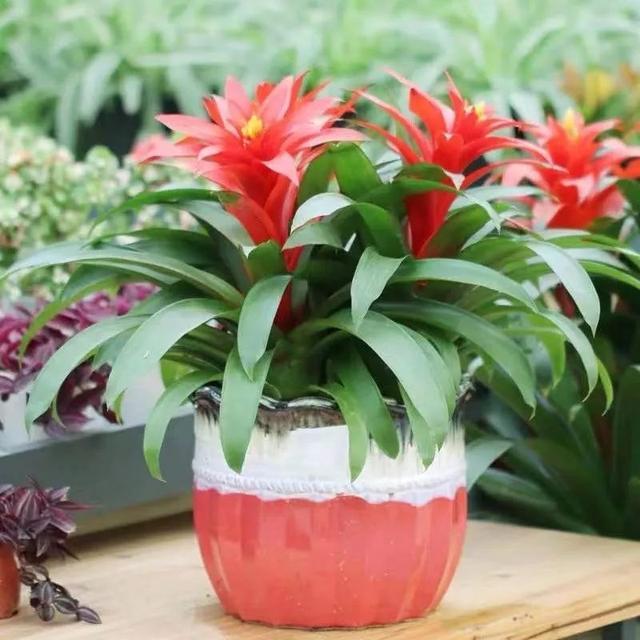 5种花难复花，别再期待了，都是些“一次性花”，介意就不要养