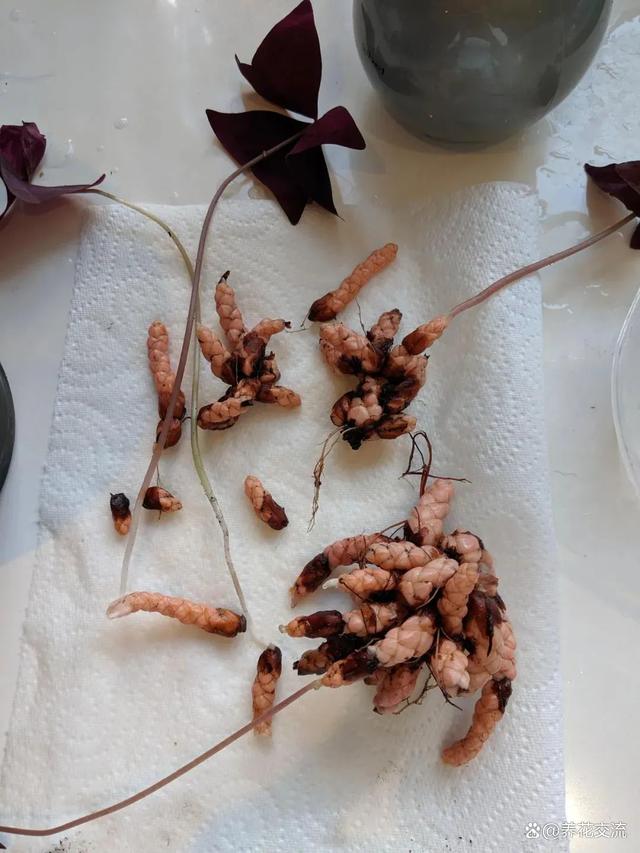 秋植酢浆草养护指南