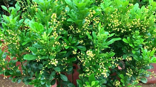 养盆米兰花，开完一茬又一茬，花瓣金黄色，四季都能开花